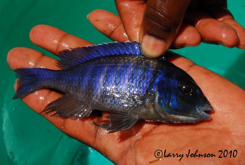 Placidochromis electra 'Liwani'